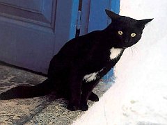 Gatti (231)